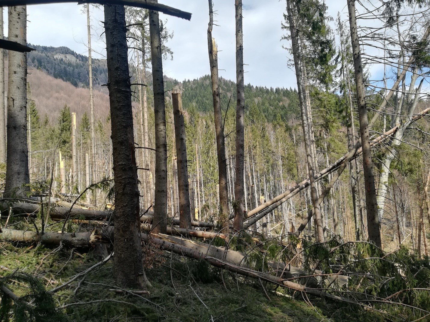 Schimbările climatice obligă România să-și modifice practicile forestiere