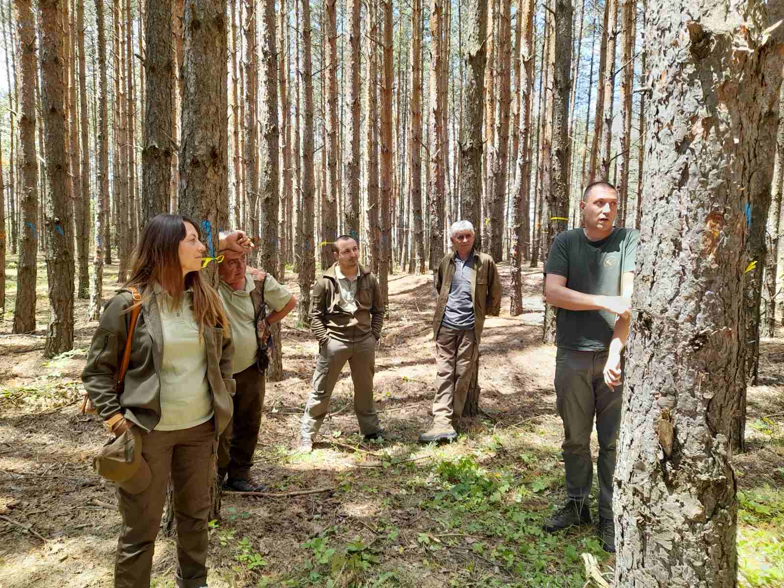 Training on modern methods of marking and thinning of coniferous plantation on an area of 1000 ha in Vitoshko-Studena Hunting, Radomir Forestry, Nevestino Forestry and Kyustendil Forestry