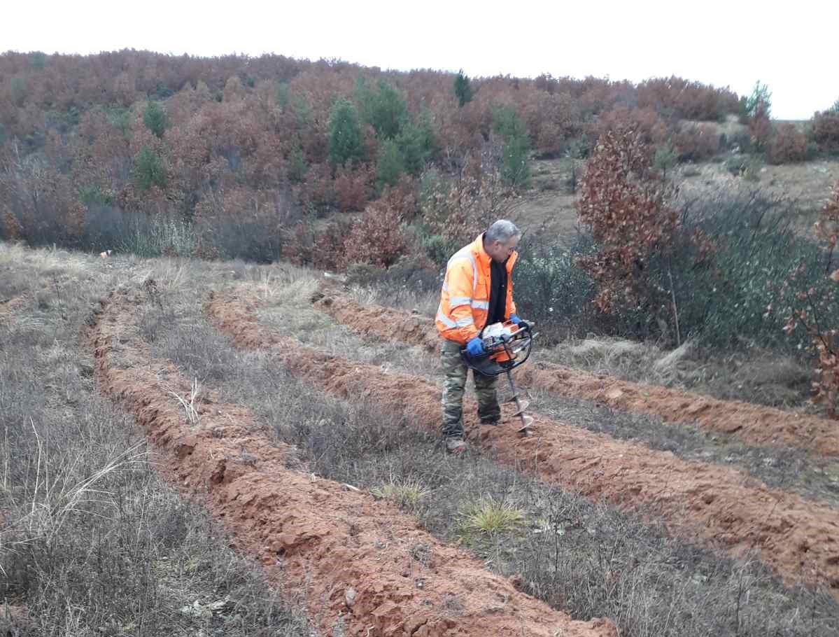 SWSFE has started experimental afforestation with drought-resistant tree species on an area of 10 hectares on the territory of the Gotse Delchev Foresty, Petrich Forestry and Sandanski Forestry