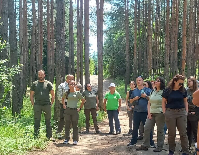 Transformation of pine forests, created outside their natural range